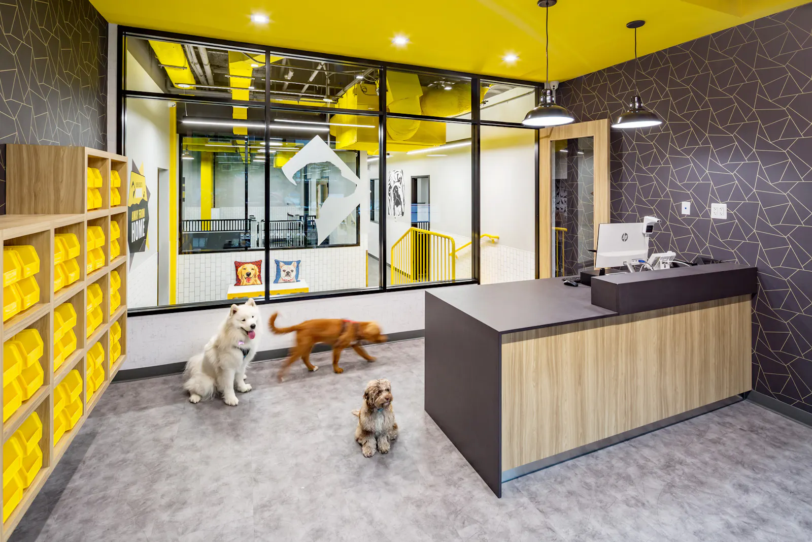 District Dogs Shaw 2