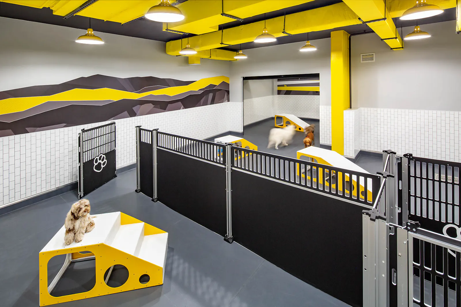 District Dogs Shaw 4