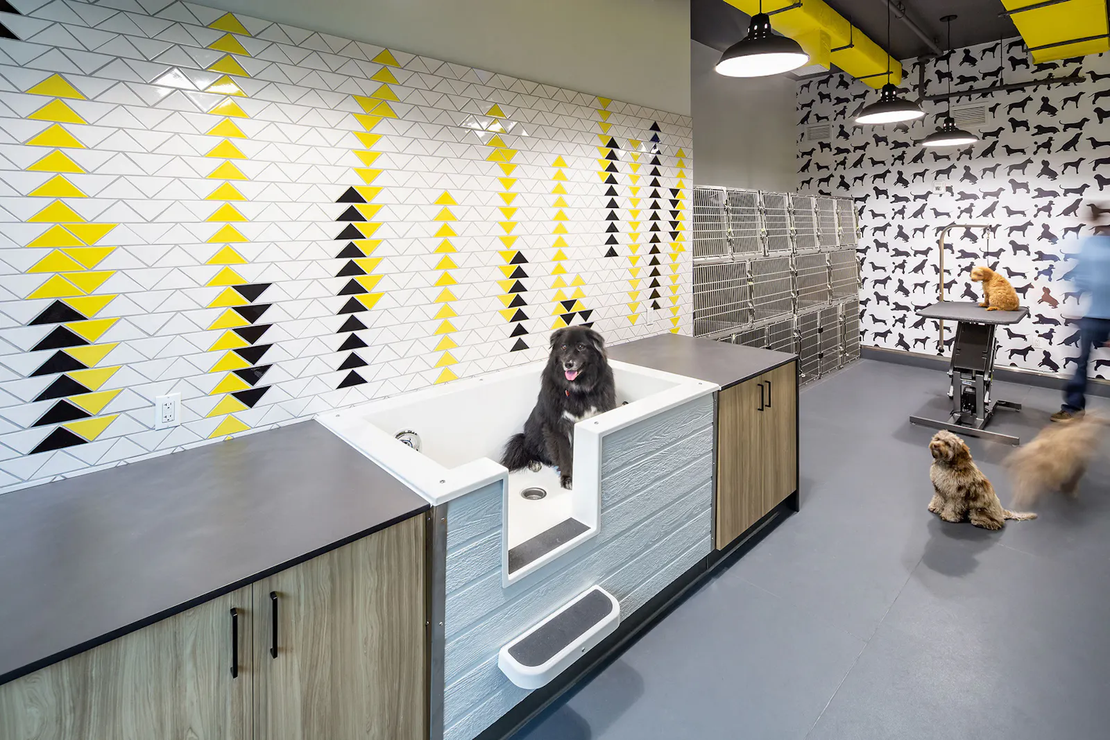 District Dogs Shaw 5