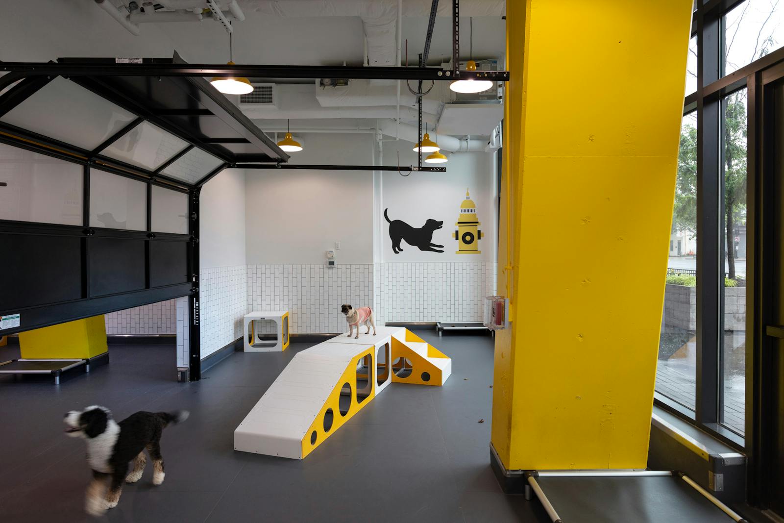 District Dogs Navy Yard 4