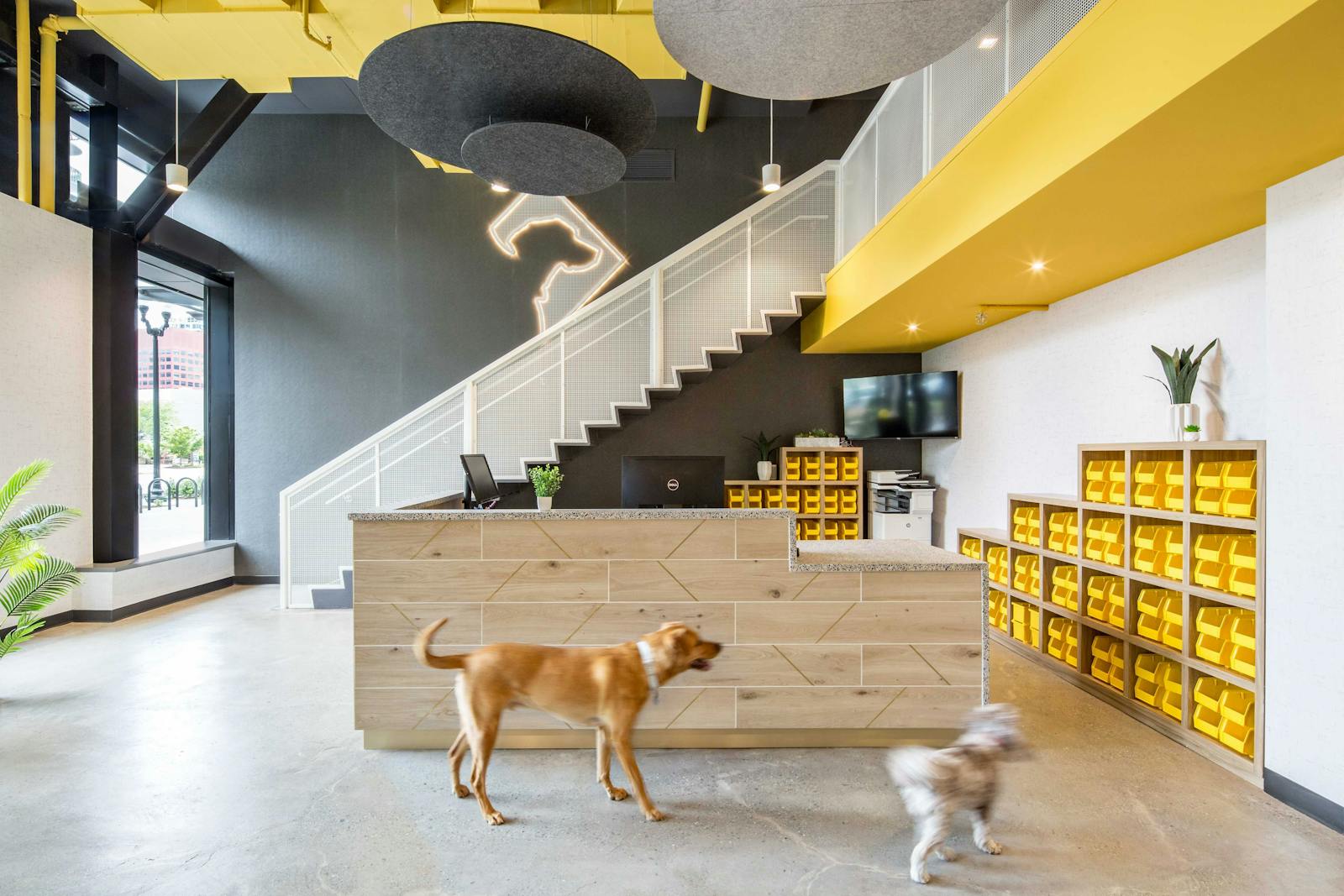 District Dogs National Landing 1