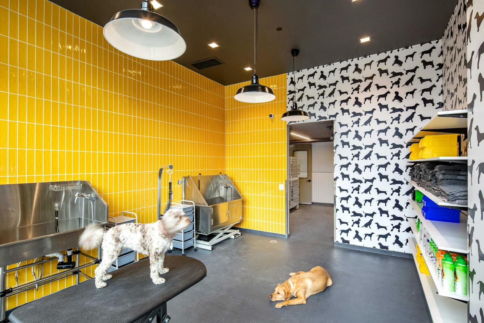 District Dogs National Landing 2