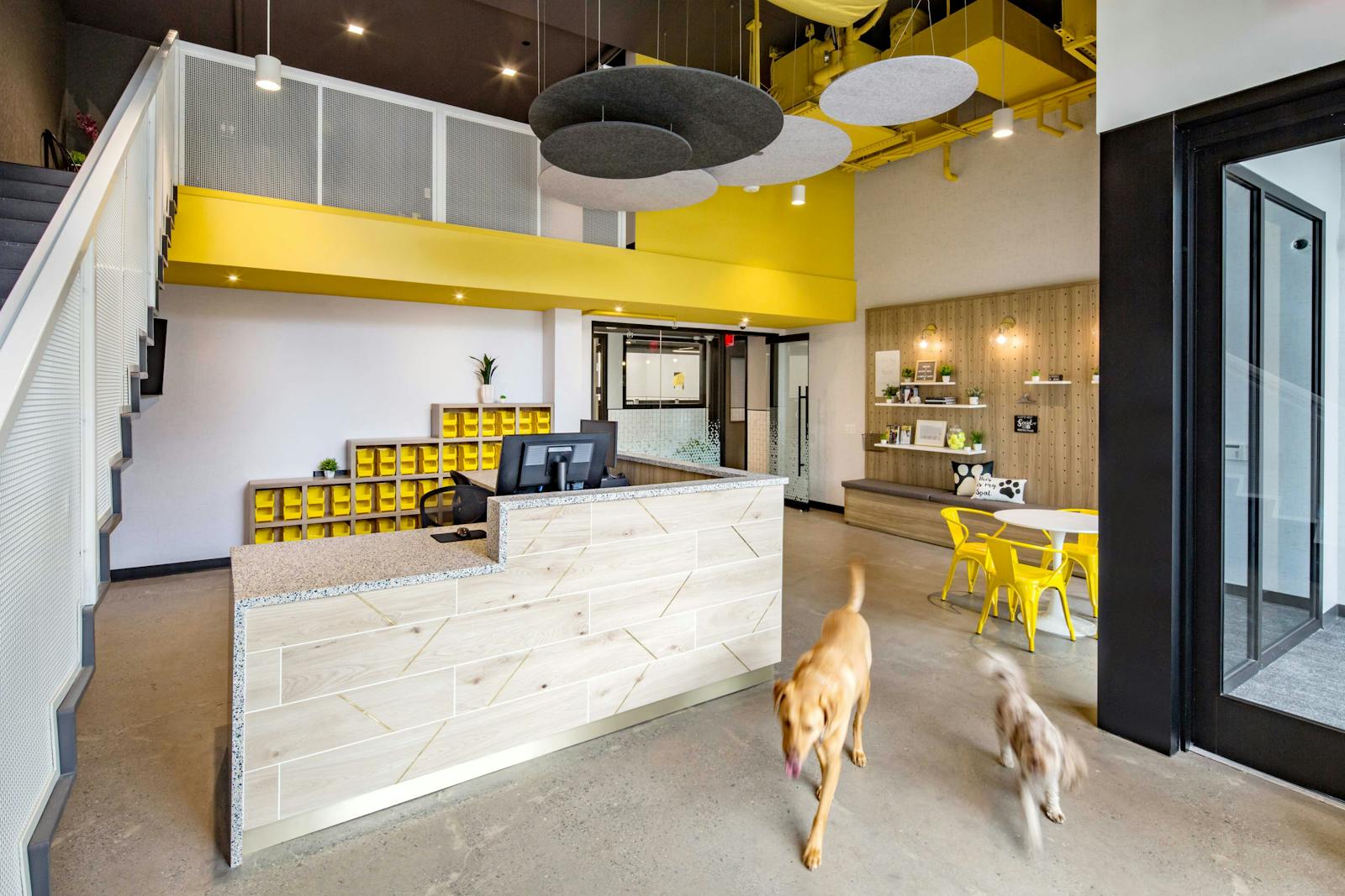 District Dogs National Landing 4