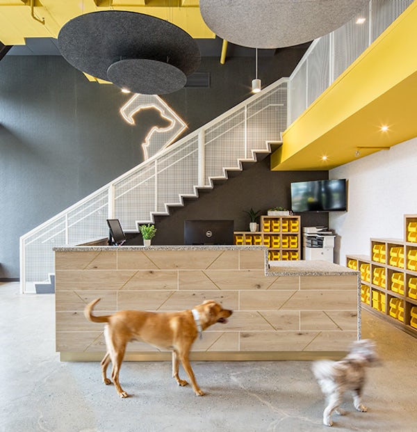 District Dogs National Landing